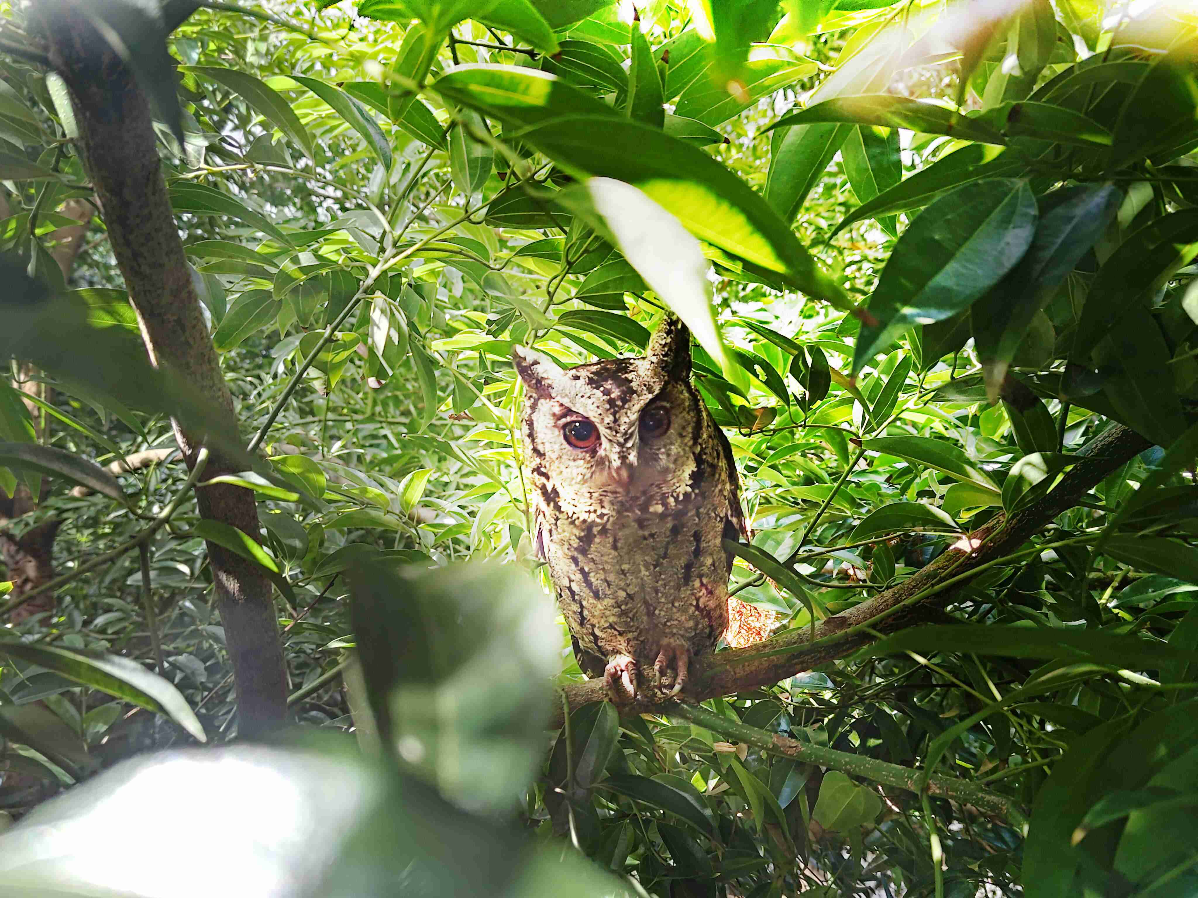 2121非凡致力提倡净零绿生活，，，，16年以来在全球各厂区植树逾百万棵，，，，造就各厂区树木蔚然成林，，，犹如森林工厂，，成为许多生物的栖息地